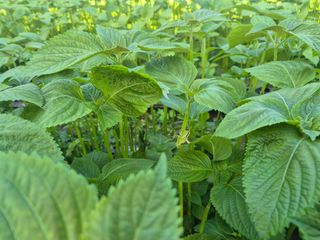 준영농장 출석왕.님의 자유주제 · 사진전 작성글 사진