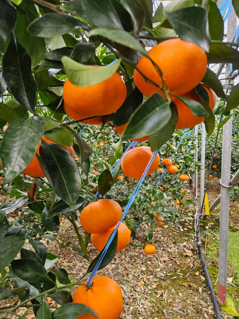 제주 지안이네농장님의 장터 판매 상품 [레드향 3키로선물용] 첨부 사진