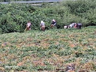 농촌이백억농원^^님의 자유주제 · 자유게시판 작성글 사진