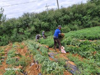 농촌이백억농원^^님의 자유주제 · 자유게시판 작성글 사진