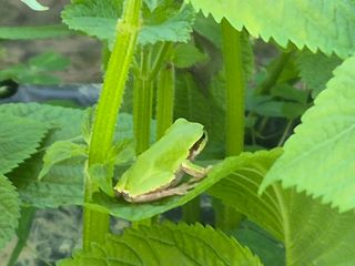 준영농장 출석왕.님의 자유주제 · 사진전 작성글 사진