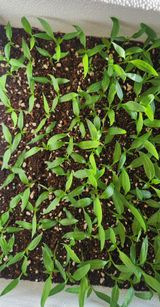 하은와송~♡♡♡~님의 자유주제·자유게시판 작성글 사진