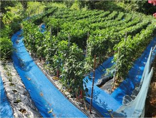 대산농사대장님의 고추 · 파종•정식 작성글 사진