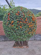 팜모닝 · 게시글 이미지