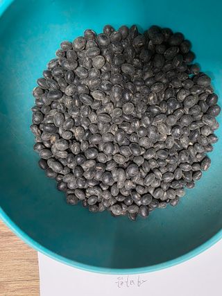 이동준님의 콩·자유게시판 작성글 사진