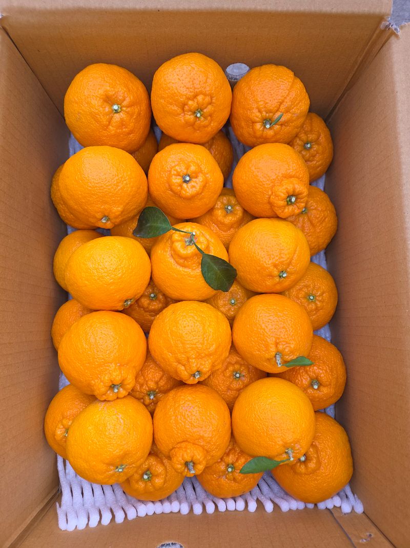 산방자연농원님의 장터 판매 상품 [서귀포 노지 한라봉 5kg] 첨부 사진