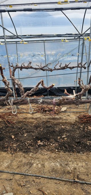 뿌리묘목농원님의 자유주제 · 자유게시판 작성글 사진