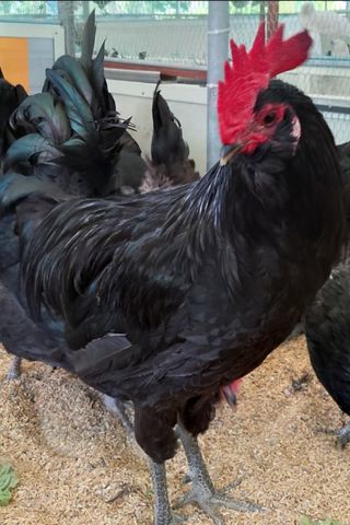 방촌대장님의 자유주제 · 자유게시판 작성글 사진