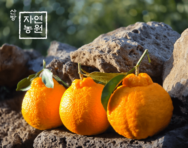 산방자연농원님의 장터 판매 상품 [서귀포 노지 한라봉 5kg] 첨부 사진