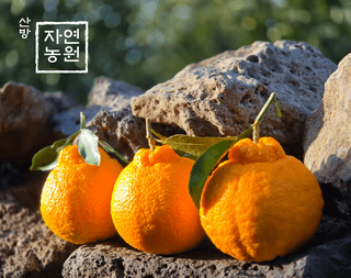 산방자연농원님의 작성글 사진