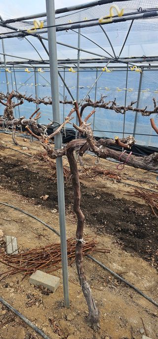 뿌리묘목농원님의 자유주제 · 자유게시판 작성글 사진