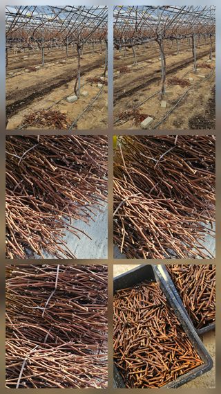 뿌리묘목농원님의 자유주제 · 자유게시판 작성글 사진