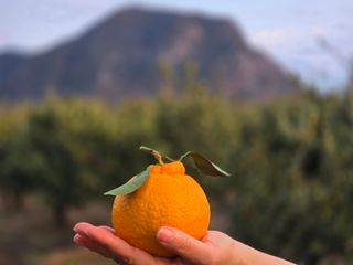산방자연농원님의 작성글 사진