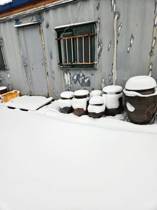 제주 지안이네농장님의 자유주제 · 자유게시판 작성글 사진