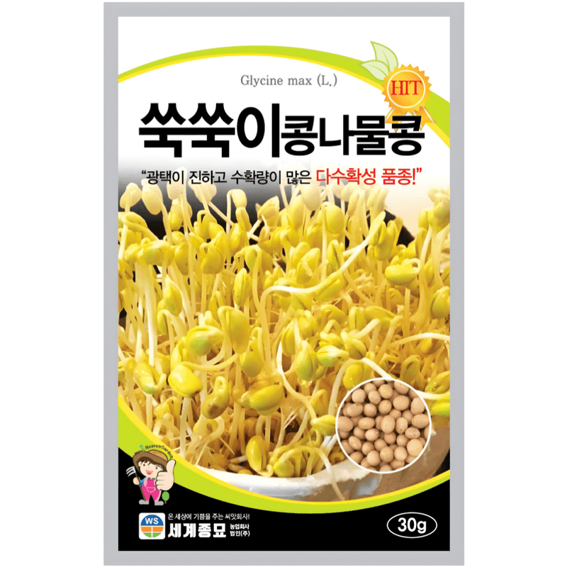 주주씨앗님의 장터 판매 상품 [콩나물씨앗 30g, 쑥쑥이 콩나물콩 빠른수확 가정재배 채소씨앗] 첨부 사진