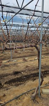 뿌리묘목농원님의 자유주제·자유게시판 작성글 사진