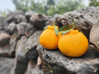 산방자연농원님의 작성글 사진