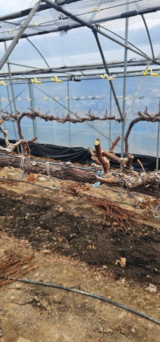 뿌리묘목농원님의 자유주제 · 자유게시판 작성글 사진