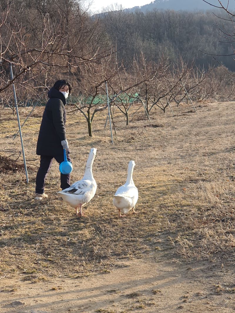 정성영님의 장터 판매 상품 [에버덴 거위숫놈1년생분양] 첨부 사진