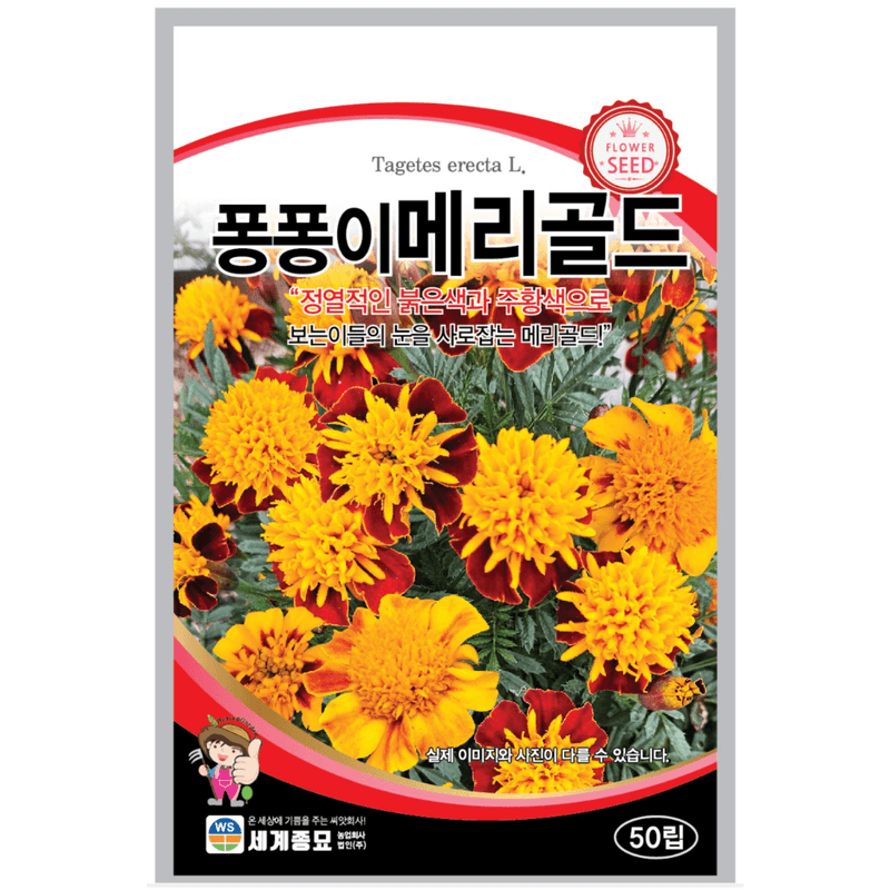 주주씨앗님의 장터 판매 상품 [메리골드 씨앗 50립 / 이색적이고 꽉 찬 꽃잎 일년생 꽃씨앗] 첨부 사진