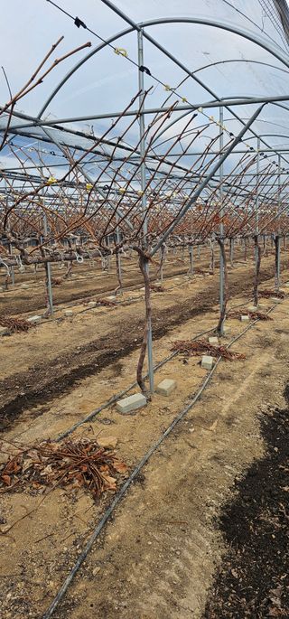 뿌리묘목농원님의 자유주제 · 자유게시판 작성글 사진