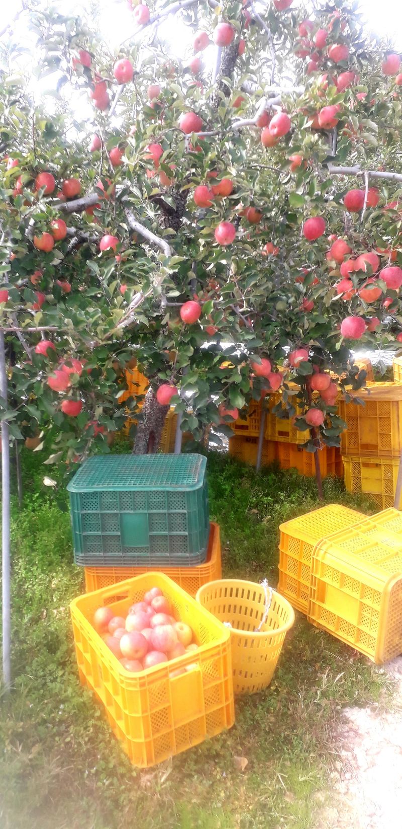 이슬농부농산님의 장터 판매 상품 [[히트상품] 가정용못난이 부사사과(10kg)] 첨부 사진