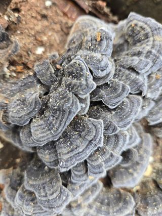 들꽃농장님의 자유주제 · 자유게시판 작성글 사진