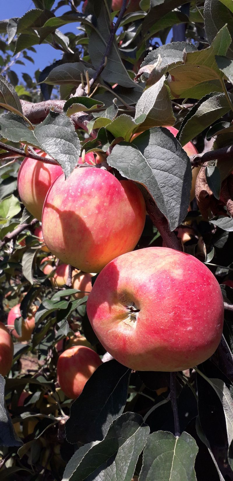 이슬농부농산님의 장터 판매 상품 [[히트상품] 가정용못난이 부사사과(10kg)] 첨부 사진