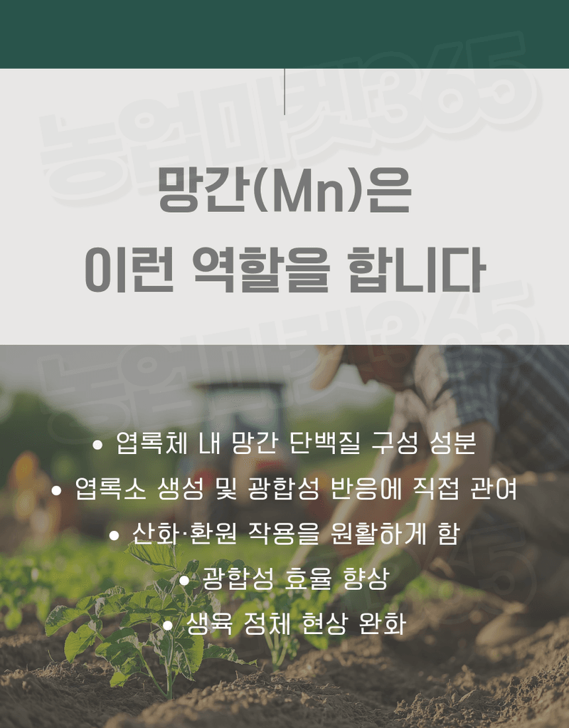 농업마켓365님의 장터 판매 상품 [황산망간 1수염 31.8% 4KG/1KG 양액비료 관주비료 망간결핍개선 망간공급] 첨부 사진