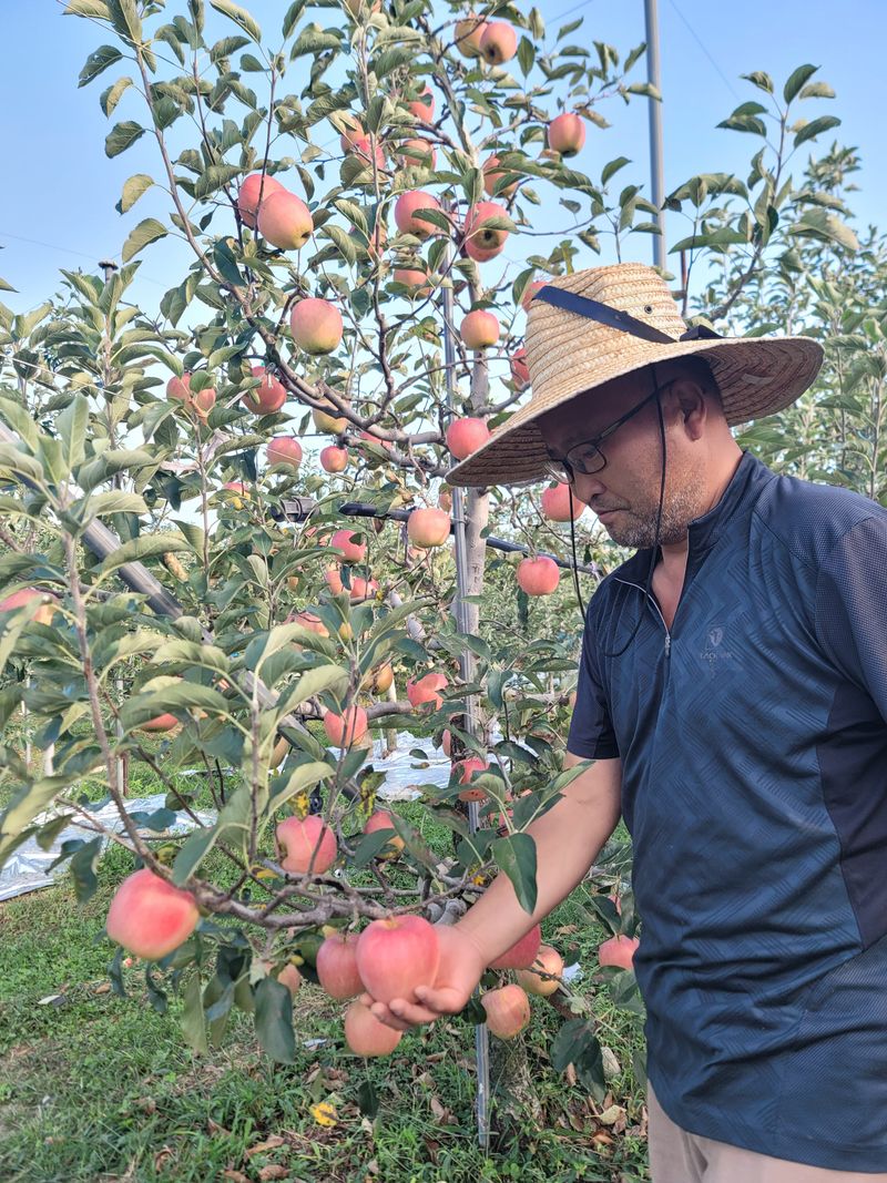 이슬농부농산님의 장터 판매 상품 [[히트상품] 가정용못난이 부사사과(10kg)] 첨부 사진