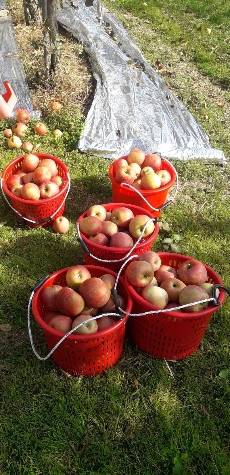 이슬농부농산님의 장터 판매 상품 [[히트상품] 가정용못난이 부사사과(10kg)] 첨부 사진