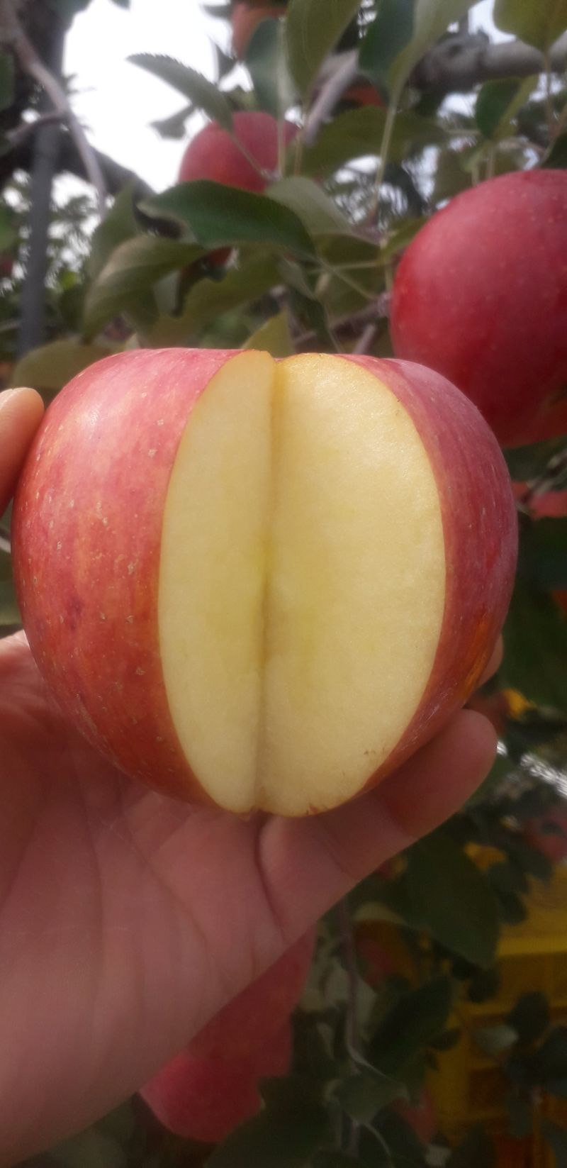 이슬농부농산님의 장터 판매 상품 [[히트상품] 가정용못난이 부사사과(10kg)] 첨부 사진