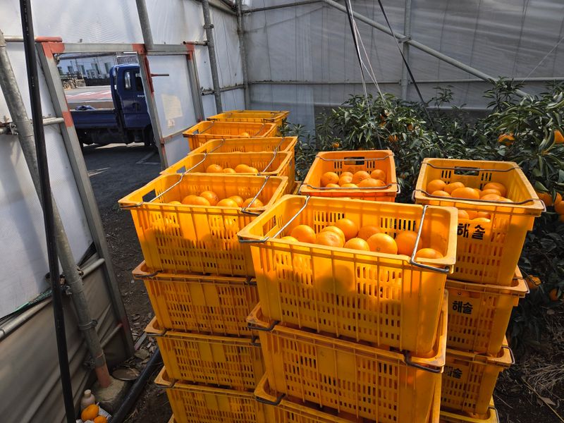 귤껍데기님의 장터 판매 상품 [천혜향] 첨부 사진