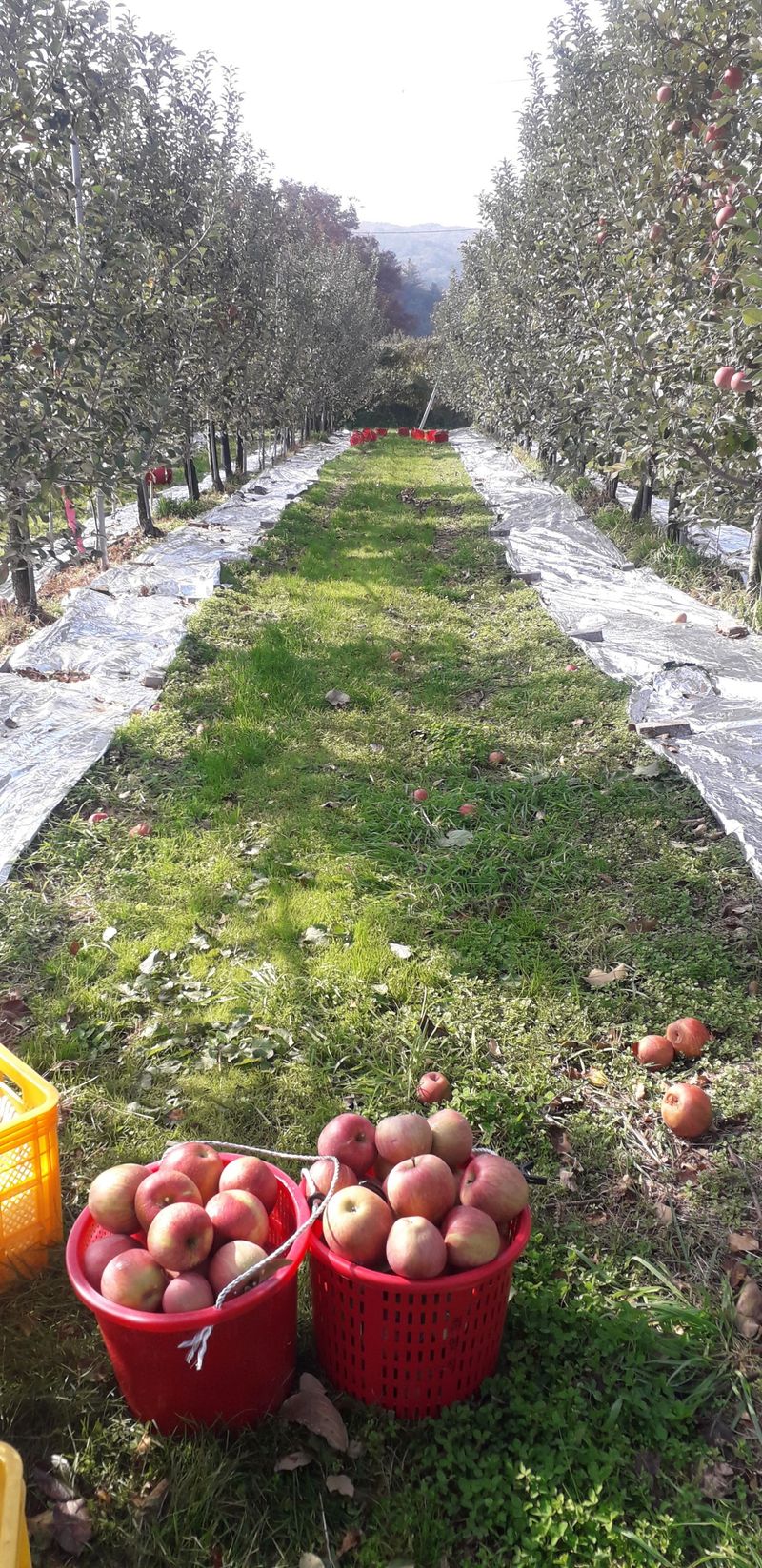 이슬농부농산님의 장터 판매 상품 [[히트상품] 가정용못난이 부사사과(10kg)] 첨부 사진