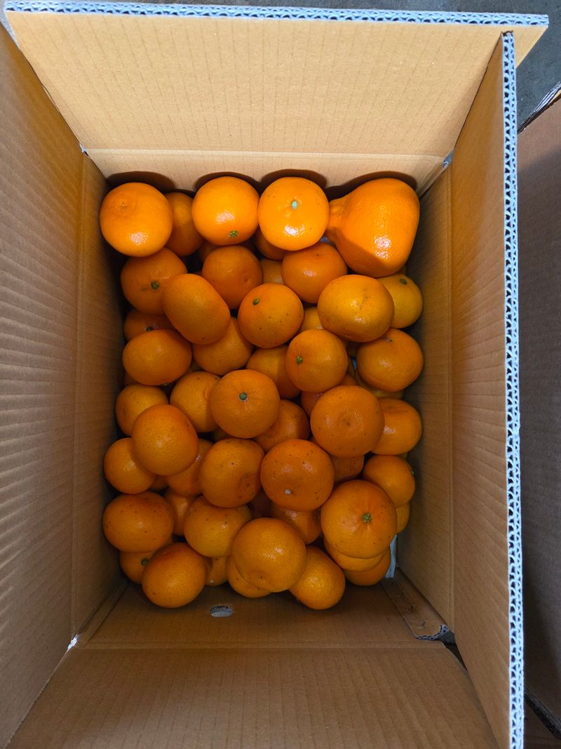 장터 상품 [천혜향] 썸네일