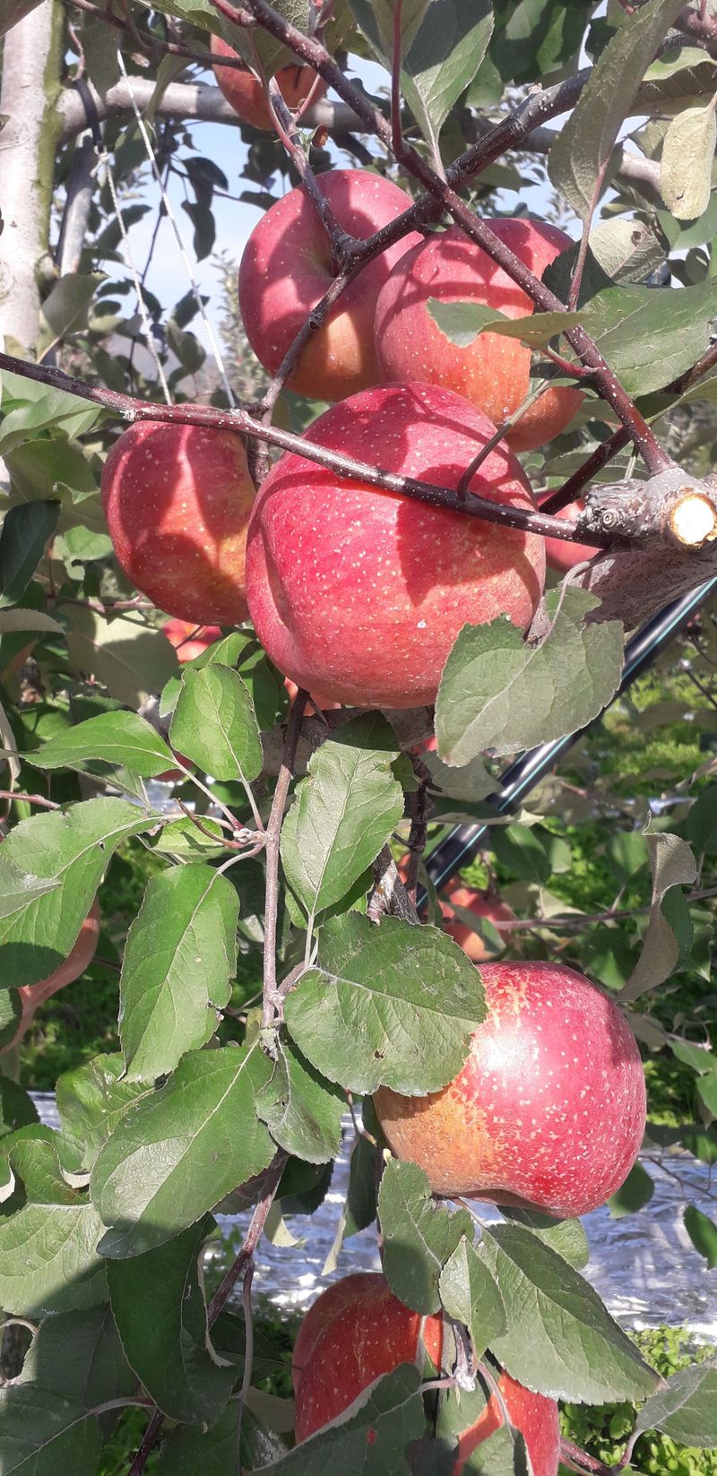 이슬농부농산님의 장터 판매 상품 [[히트상품] 가정용못난이 부사사과(10kg)] 첨부 사진