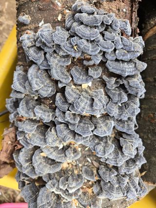 들꽃농장님의 자유주제 · 자유게시판 작성글 사진