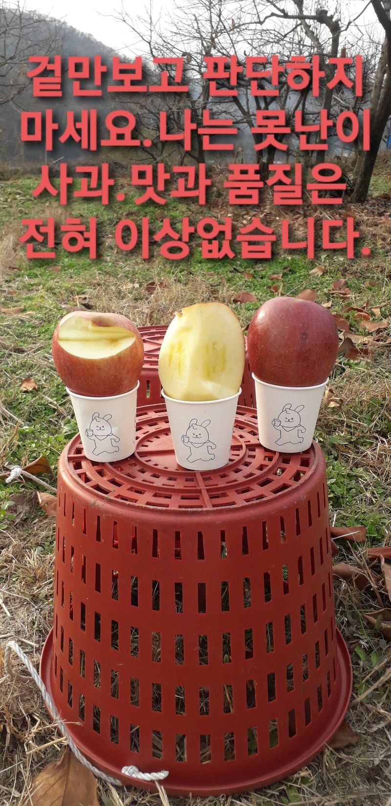 이슬농부농산님의 장터 판매 상품 [[히트상품] 가정용못난이 부사사과(10kg)] 첨부 사진