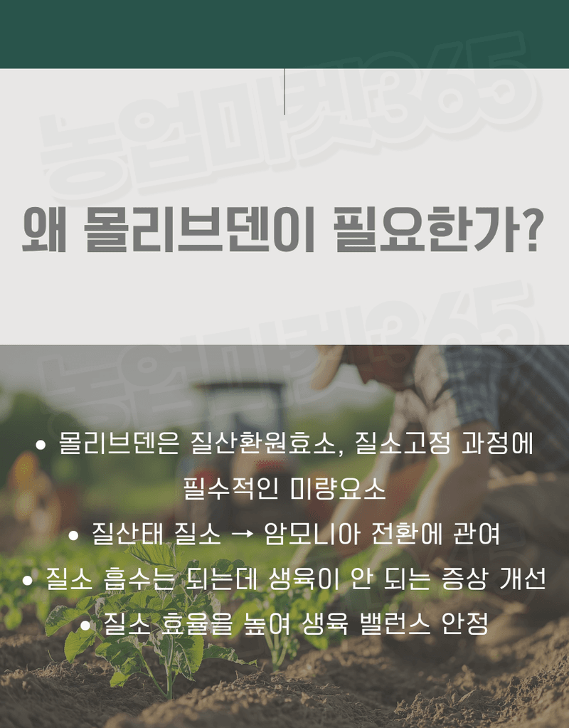 농업마켓365님의 장터 판매 상품 [NIC 일본산 고순도 몰리브덴산 나트륨 58% 500G 양액비료 관주비료 미량요소비료 몰리브덴 공급] 첨부 사진