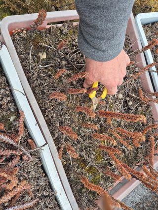 왕대추님의 자유주제 · 자유게시판 작성글 사진