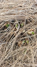 유기농으로키우자님의 자유주제·자유게시판 작성글 사진