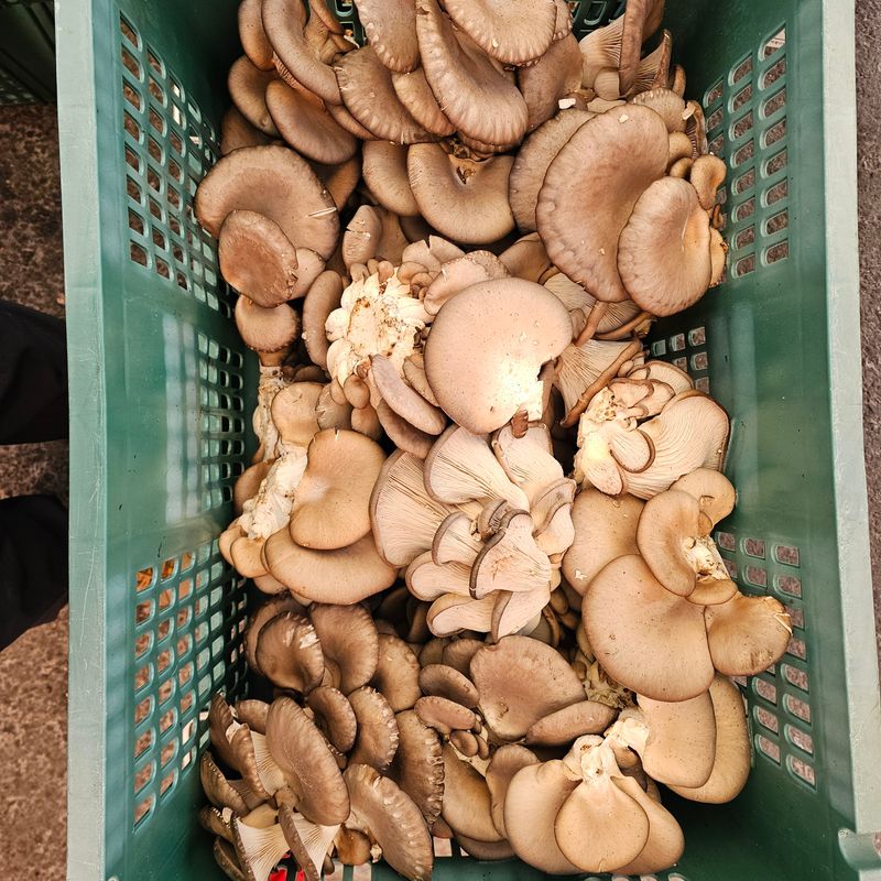 장터 상품 [큰 느타리버섯2키로] 썸네일