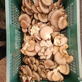 팜모닝 · 게시글 이미지