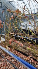 김현숙 블루베리 작두콩님의 자유주제·자유게시판 작성글 사진