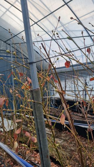 김현숙 블루베리 작두콩님의 자유주제 · 자유게시판 작성글 사진