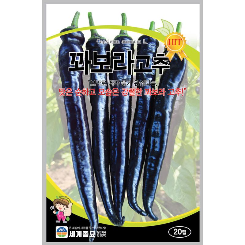장터 상품 [보라색 고추 씨앗 20립, 순한 꽈보라 이색고추 종자 봄 파종] 썸네일