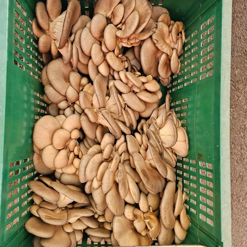 곽희동님의 장터 판매 상품 [큰 느타리버섯2키로] 첨부 사진