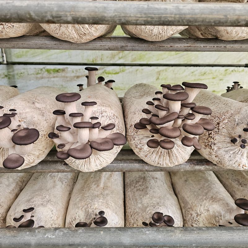 곽희동님의 장터 판매 상품 [큰 느타리버섯2키로] 첨부 사진