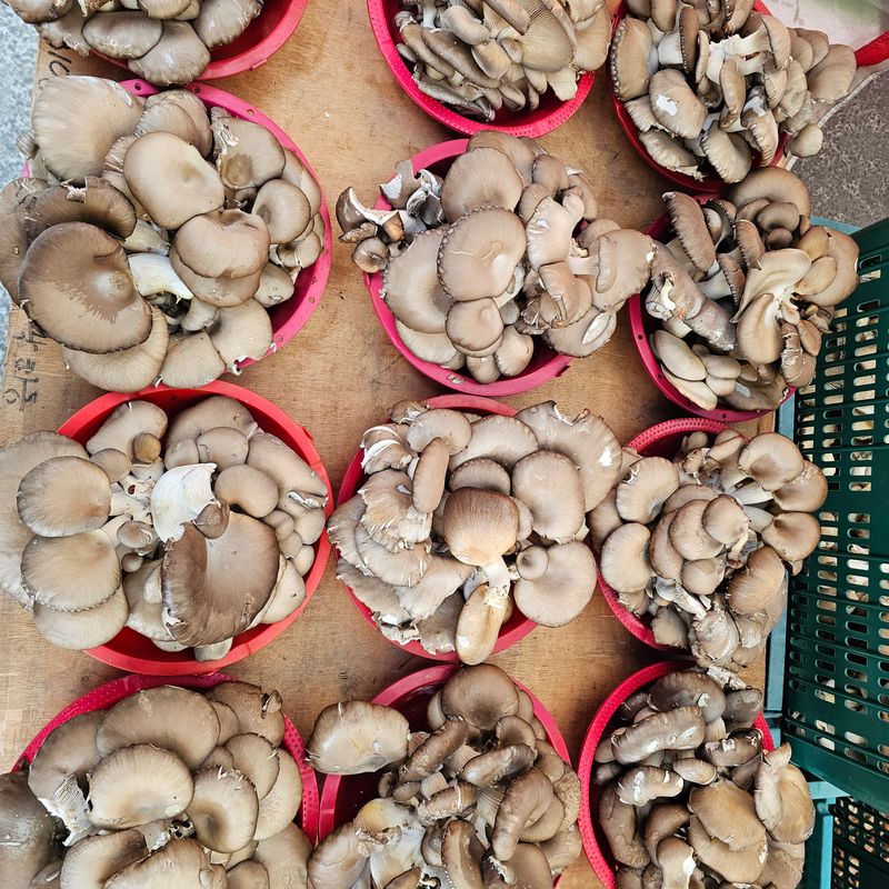 곽희동님의 장터 판매 상품 [큰 느타리버섯2키로] 첨부 사진