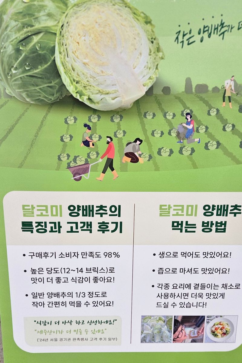 김화석님의 장터 판매 상품 [미니양배추(일명 달코미)10kg] 첨부 사진